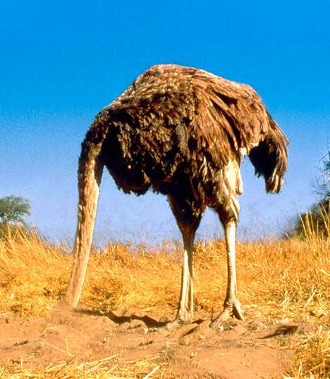 ostrich head in sand