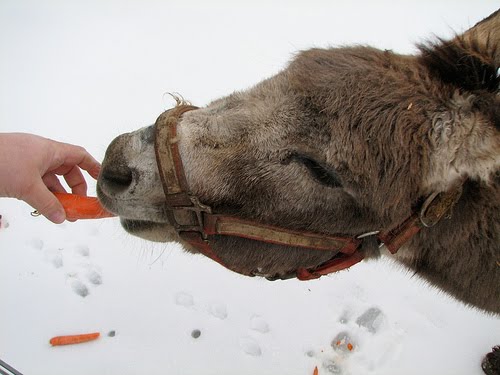 Donkey