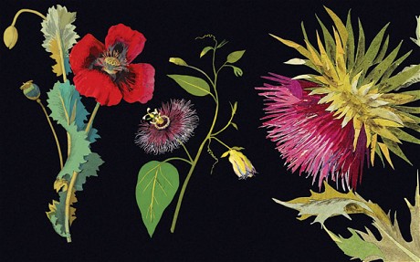 Mary Delaney's paper collage.  Left to right: Papaver somniferum, the Opium Poppy (1776); Passiflora laurifolia, Bay Leaved (1777); detail of Carduus nutans, Musk or Nodding Thistle (1776). So accurate they are still studied by botanists today, these beautiful 18th-century 'flower mosaicks' were the creation of Mary Delany
