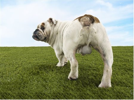 dog-from-behind