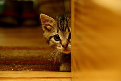 Cat hiding