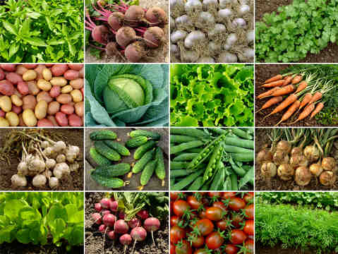 vegetables