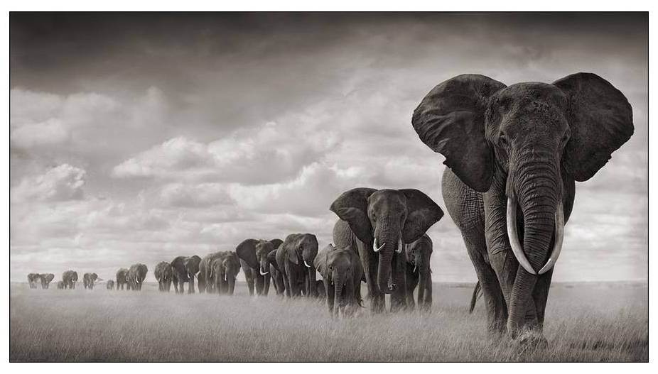 Elephants Walking